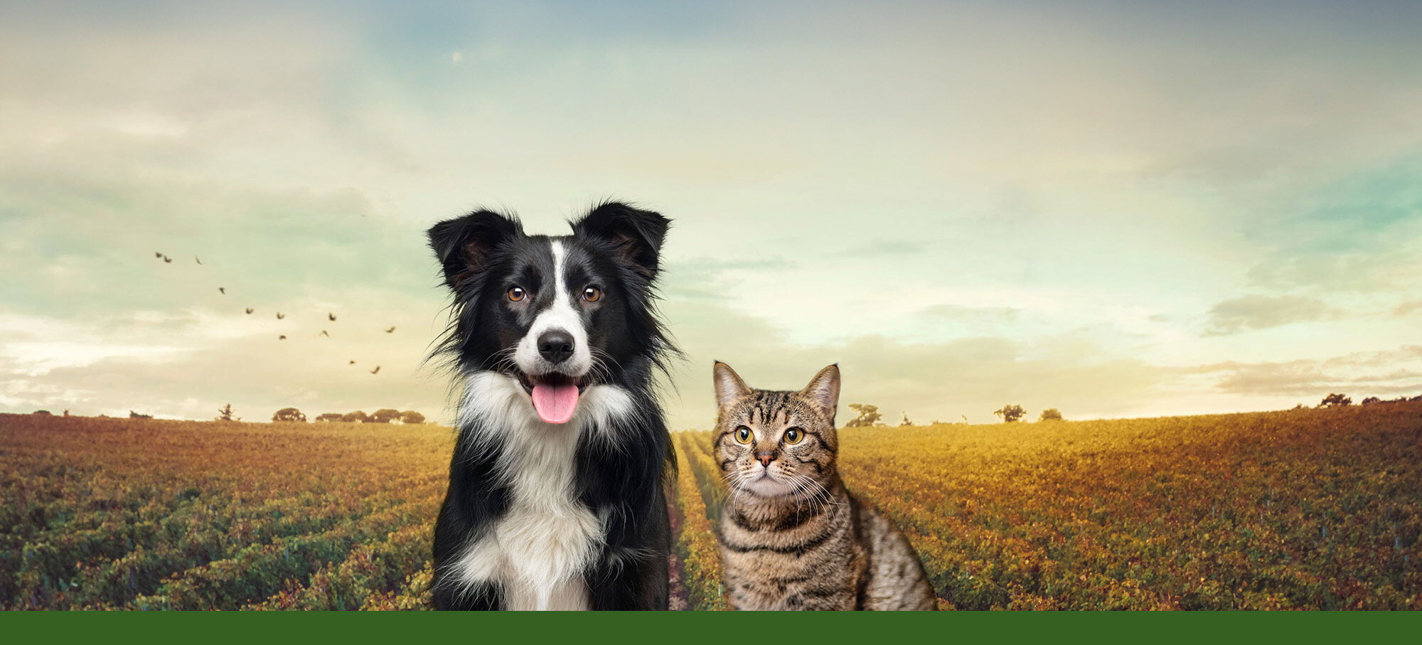 Futtermarkt Hund und Katzen Banner