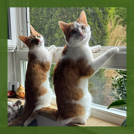 Katzen James und Penny