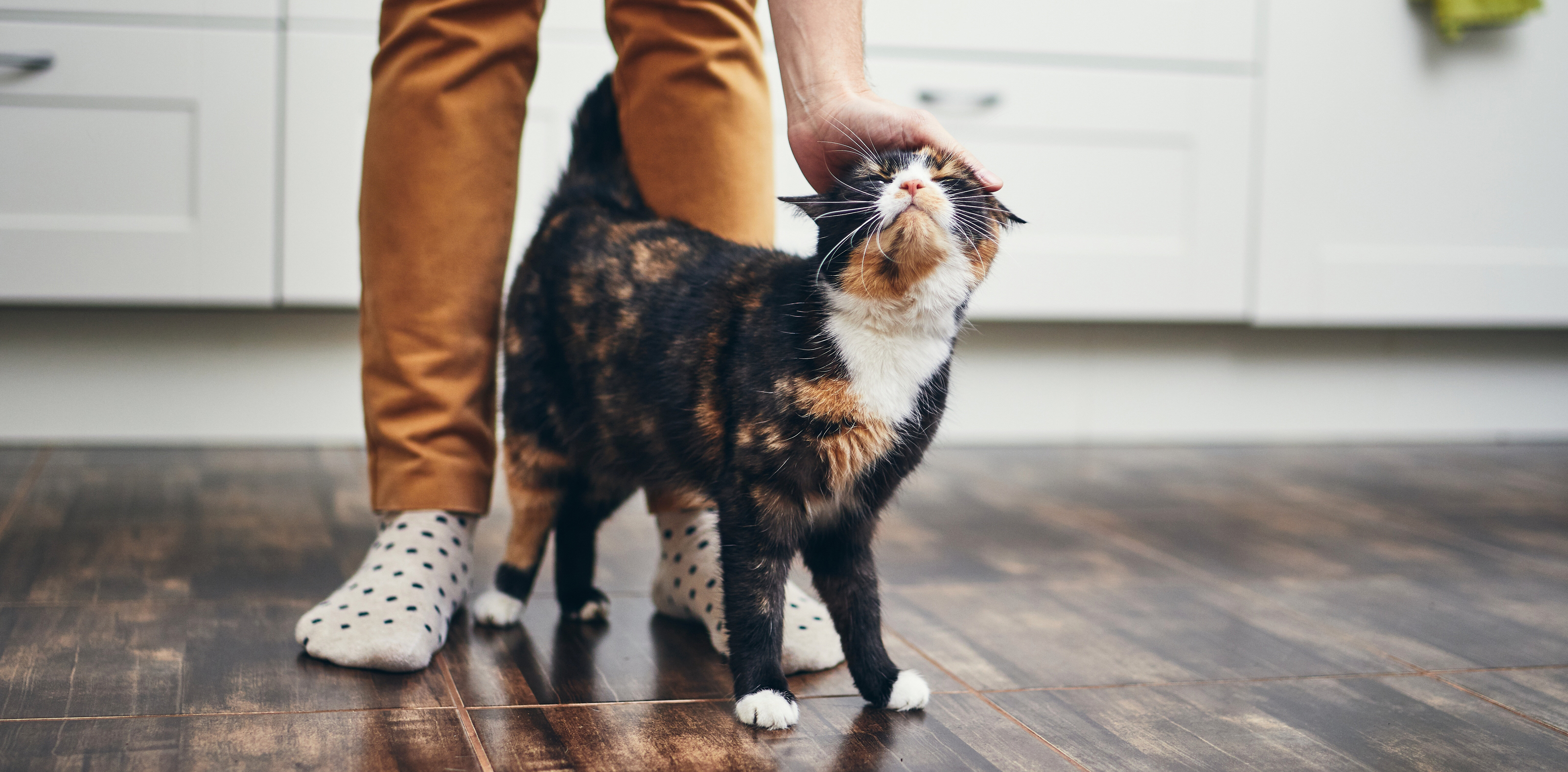 Katze wird gestreichelt